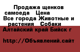 Продажа щенков самоеда › Цена ­ 40 000 - Все города Животные и растения » Собаки   . Алтайский край,Бийск г.